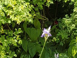 Rita offene Gartentor